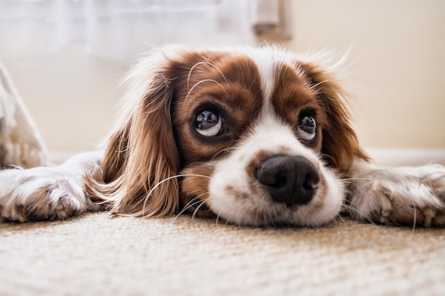carpet cleaning SW19